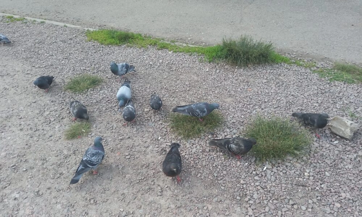 В Ярославле соседи ополчились на кормящую птиц монахиню