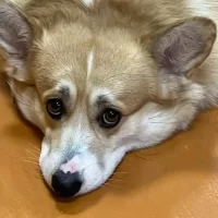 Ярославцам выписали штрафов на миллион за неправильный выгул собак