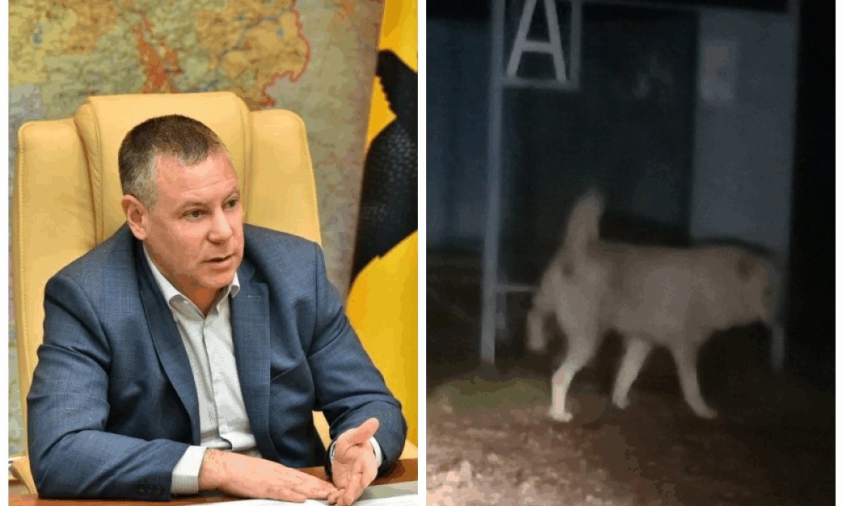 Ярославский губернатор потребовал жесткой реакции на жалобы о нападениях собак Ярославский губернатор потребовал жесткой реакции на жалобы о нападениях собак