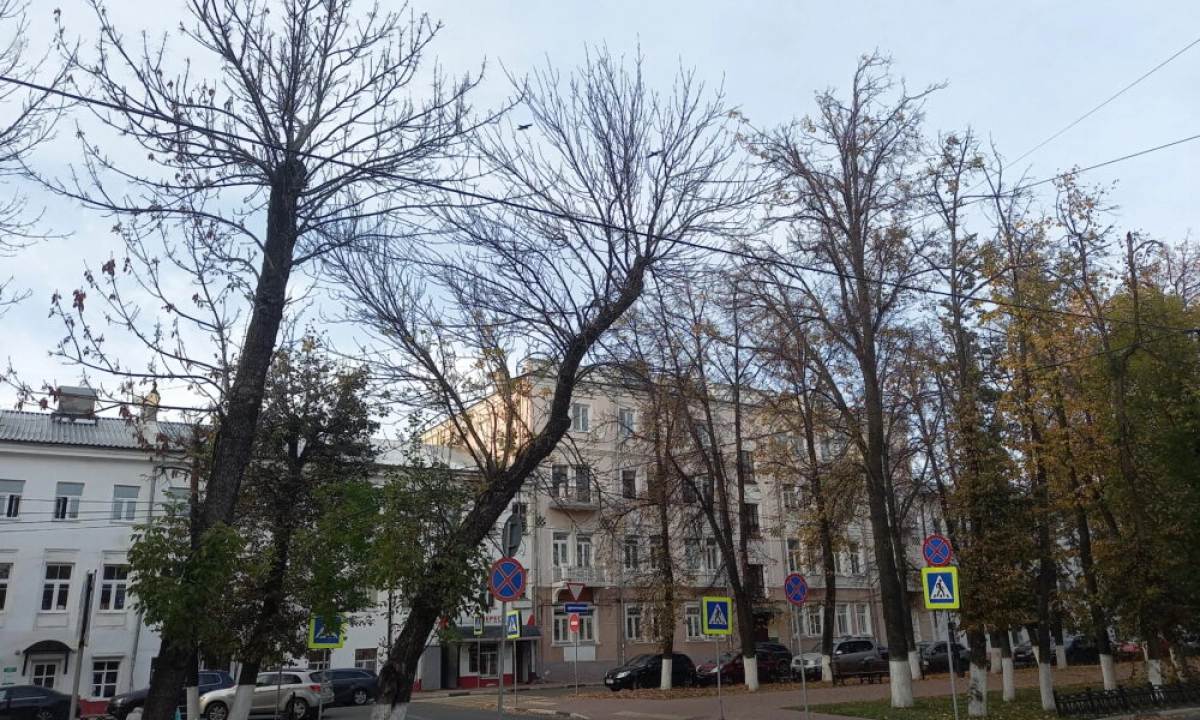 В Ярославской области установят карантин из-за массовой гибели вязов и ясеней В Ярославской области установят карантин из-за массовой гибели вязов и ясеней
