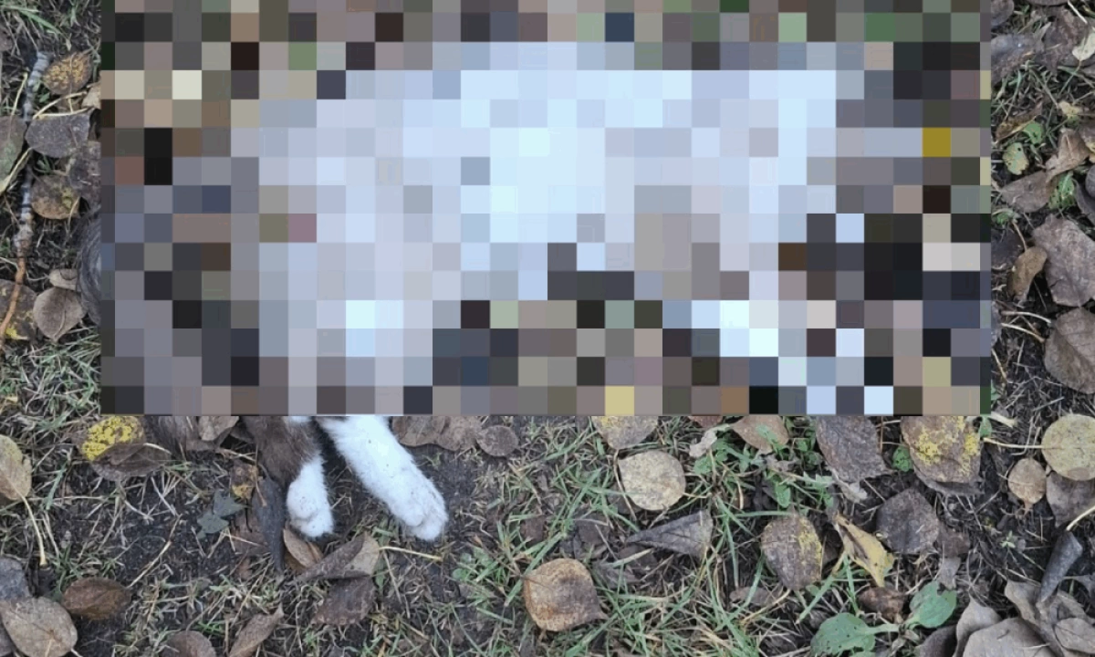 В Ростове Великом жители жалуются на пса, убивающего кошек В Ростове Великом жители жалуются на пса, убивающего кошек