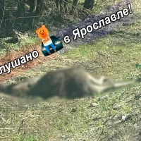 Ярославцы просят убрать с обочин дорог разлагающиеся трупы лосей