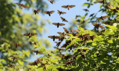 В Ярославле суд взыскал в пользу туристок компенсацию за брачные игры китайских цикад