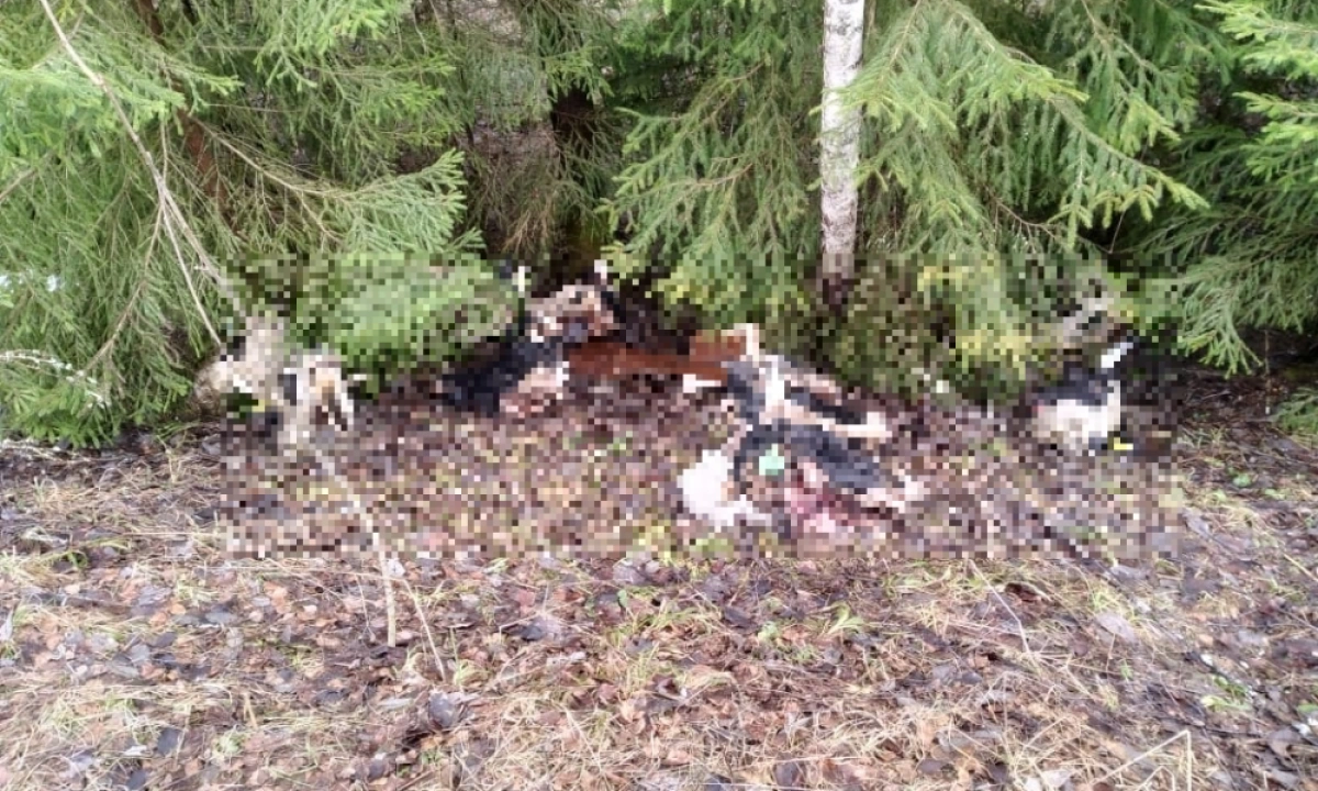 В Ярославской области жители пожаловались на свалку коровьих голов