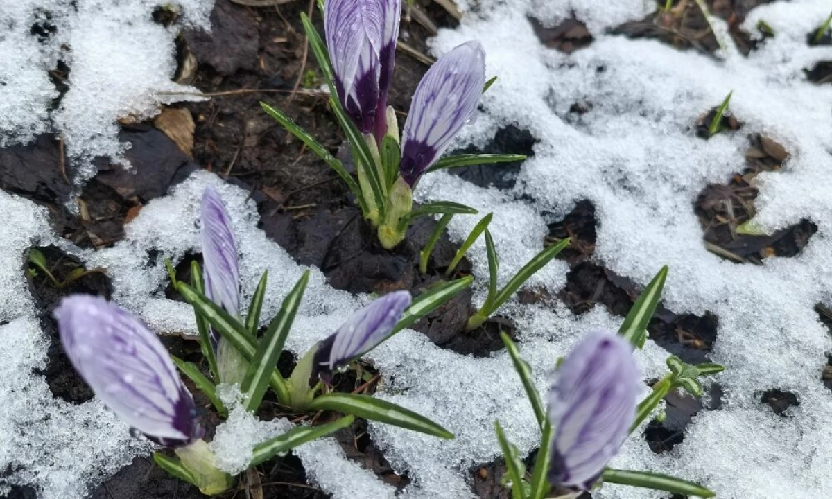 &laquo;Рваная&raquo; метель и снежные шквалы &mdash; апрель холодно простится с ярославцами