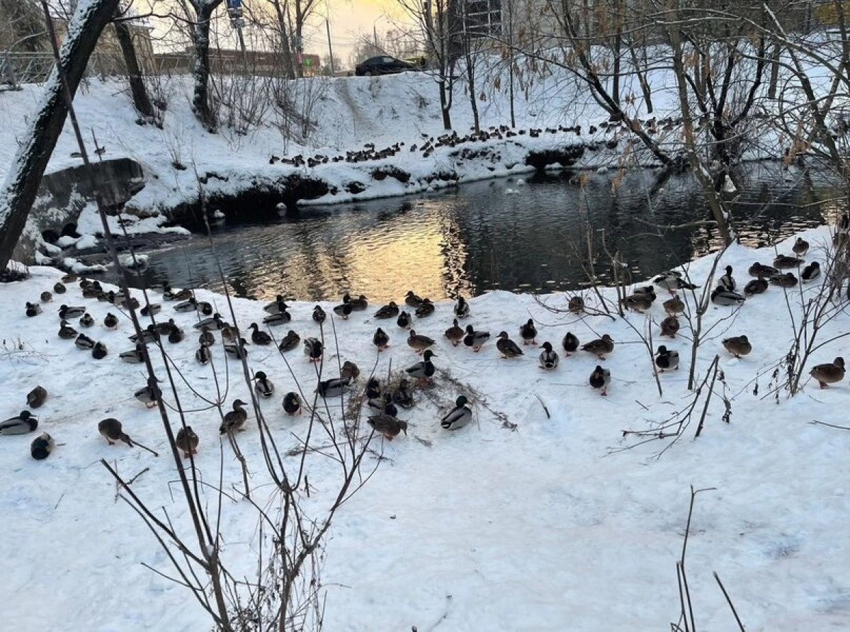 В Ярославле отклонили проект по созданию &laquo;Утиной заводи&raquo;