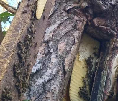 Ярославскому пасечнику выдано предостережение за пчел-нелегалов