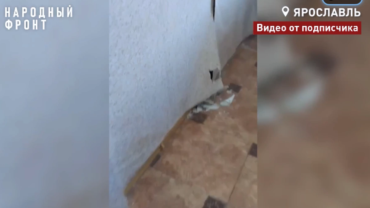 В Ярославле выделенное сироте жильё в корпусах на Перекопе захватила плесень В Ярославле выделенное сироте жильё в корпусах на Перекопе захватила плесень