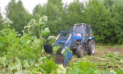 В Ярославле боровшийся с лопухами вместо борщевика подрядчик обратился в суд