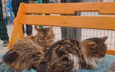 В Ярославской области оштрафовали кошачий контактный зоопарк