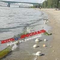 Загадочные &laquo;булочки&raquo; прибило к пляжу в Ярославле
