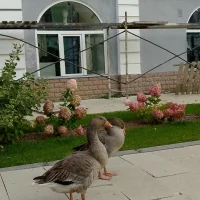 &laquo;В МФЦ пошли оформляться&raquo;: в Ярославской области гуси стали звездами интернета