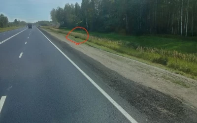 «Уже запах идёт»: ярославцы просят убрать труп лося с трассы