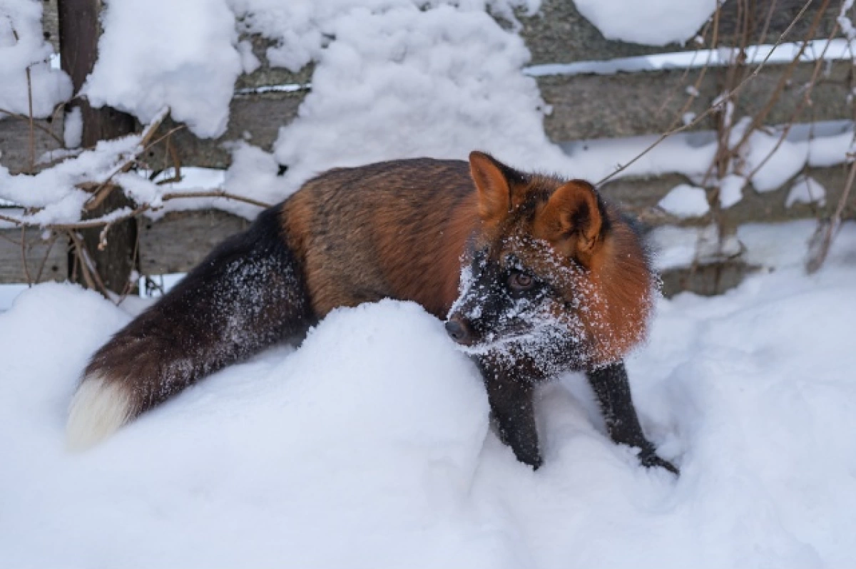 В Ярославле объявили вознаграждение за поимку домашнего лиса В Ярославле объявили вознаграждение за поимку домашнего лиса
