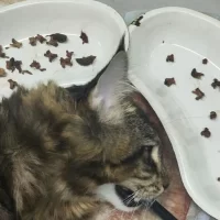 В Ярославской области ветврачи спасли укравшего куриные шеи мейнкуна