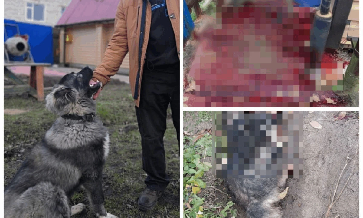 Застреливший соседскую собаку рыбинец дал интервью Застреливший соседскую собаку рыбинец дал интервью
