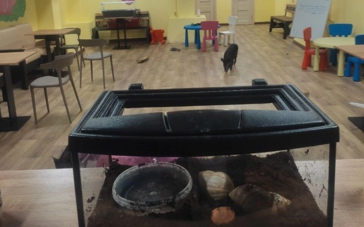 Ярославское антикафе предостерегли из-за нарушения трудовых прав свиней Ярославское антикафе предостерегли из-за нарушения трудовых прав свиней