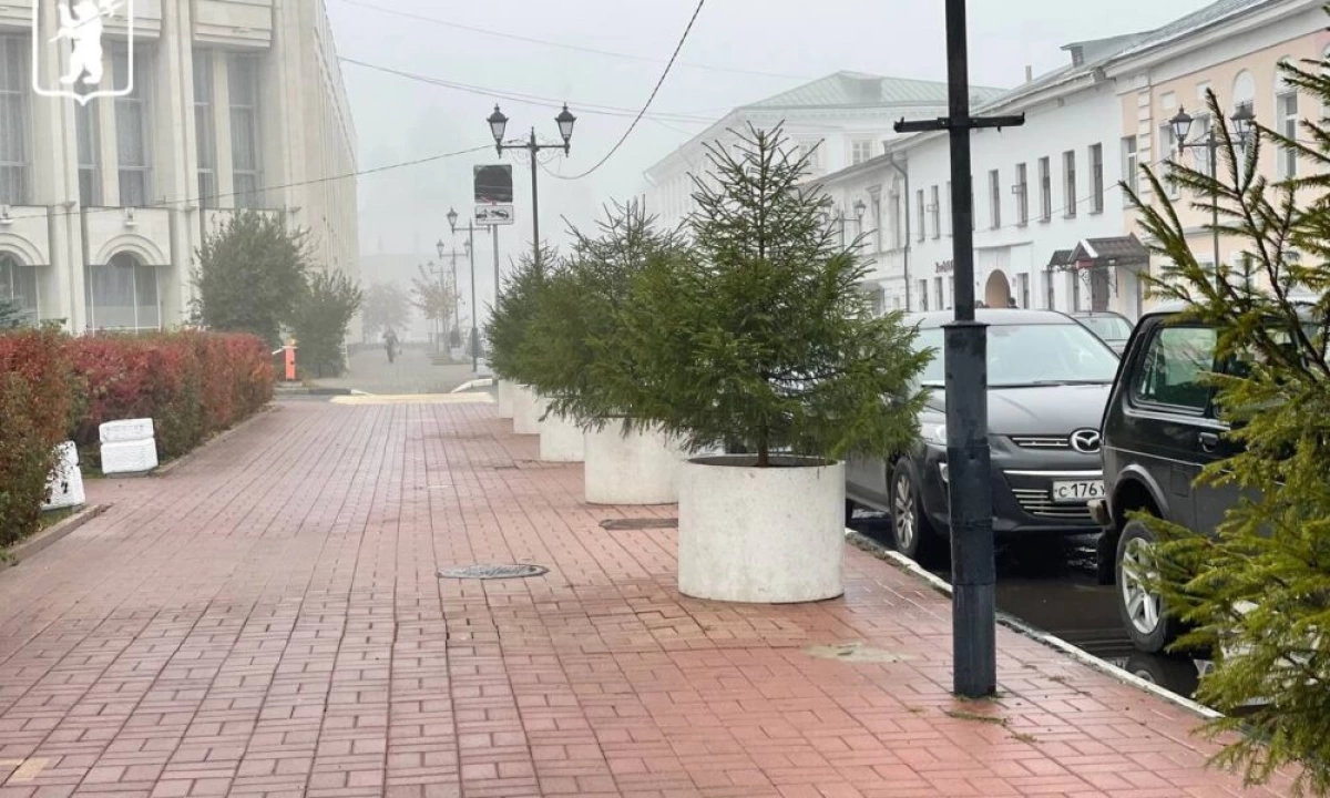 В центре Ярославля посадили ели в кадках В центре Ярославля посадили ели в кадках