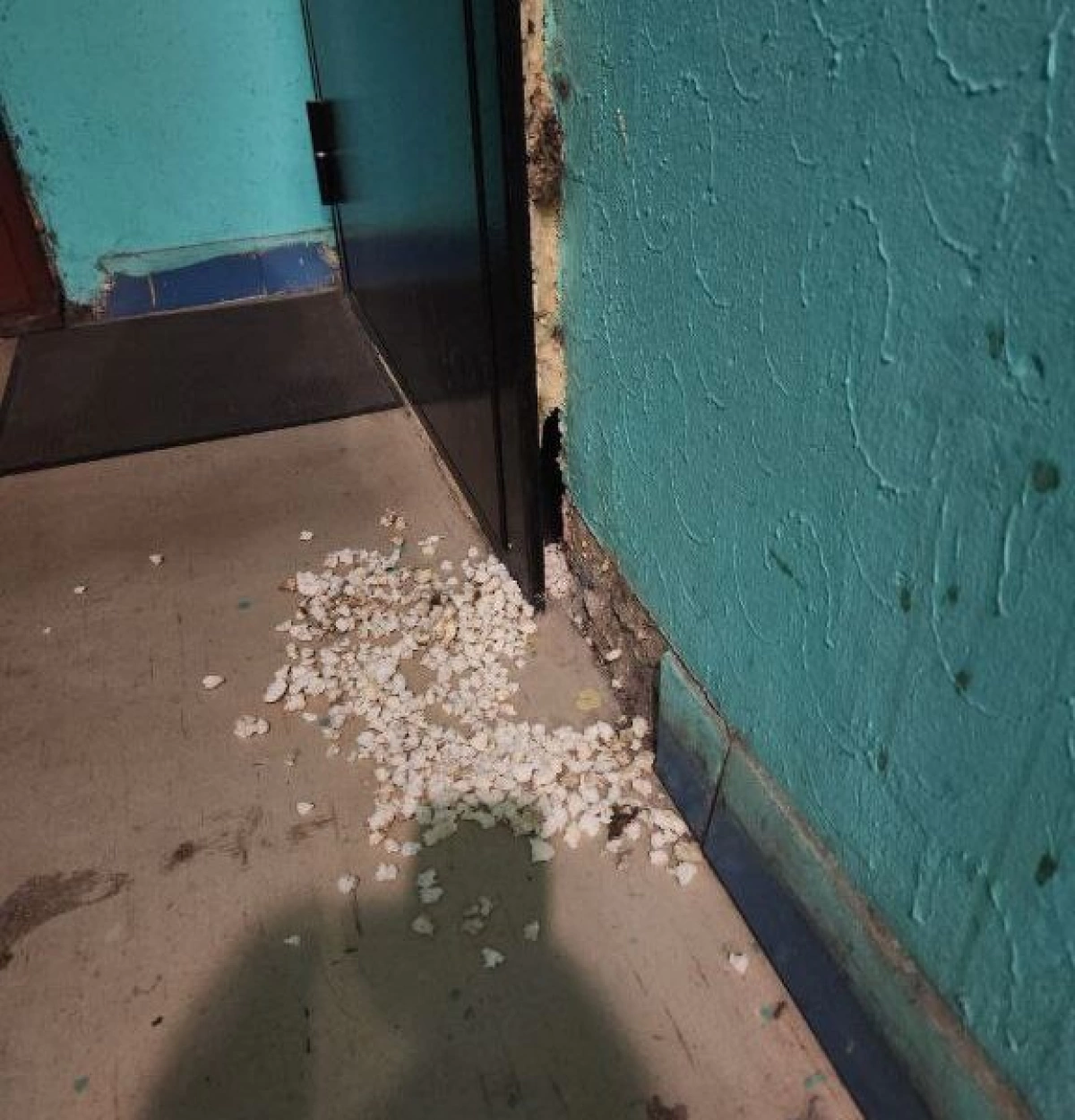 В ярославской многоэтажке крысы проели дыру в квартиру