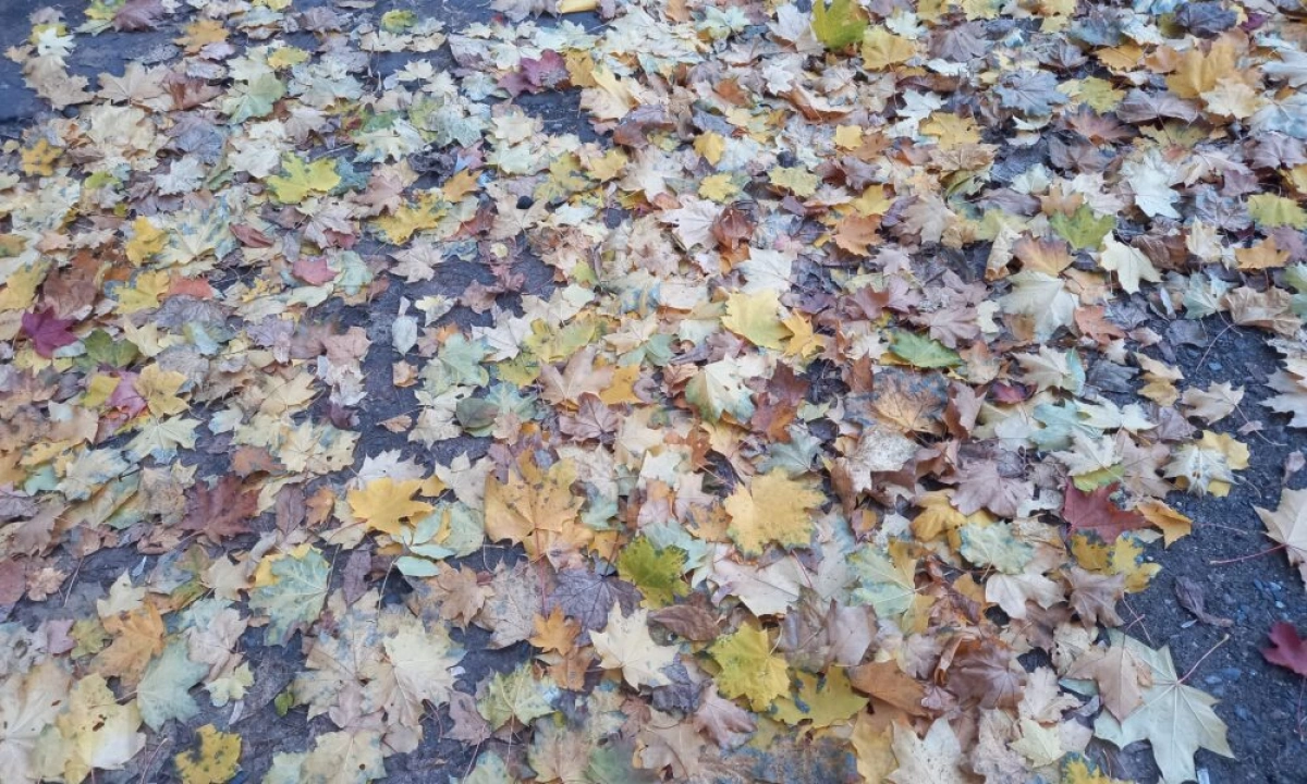 «Бабье лето» в Ярославской области берет паузу «Бабье лето» в Ярославской области берет паузу