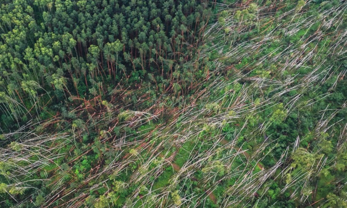 Ярославцам запретили трогать поваленный июльским ураганом лес