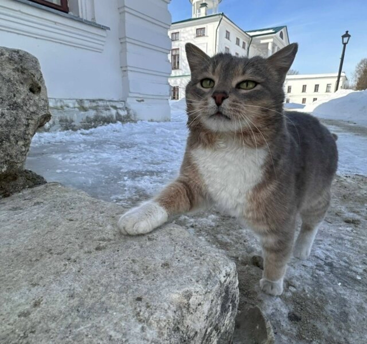 Объявленный в розыск кот Василий вернулся в музей «Карабиха» Объявленный в розыск кот Василий вернулся в музей «Карабиха»