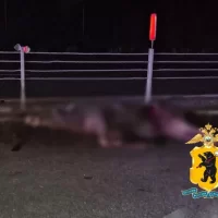 В Ярославской области водителю потребовалась помощь медиков после ДТП с лосем
