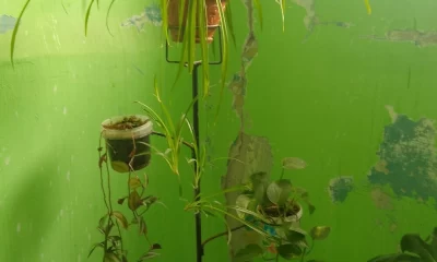 В Ярославской области жителей многоэтажки поссорили цветы в подъезде