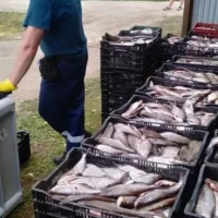 Ярославские оперативники изъяли почти 40 тысяч особей рыбы