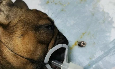 В Ярославской области ветеринары извлекли из бульдога проглоченное украшение
