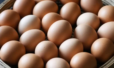 В яйцах ярославского производителя обнаружены антибиотики