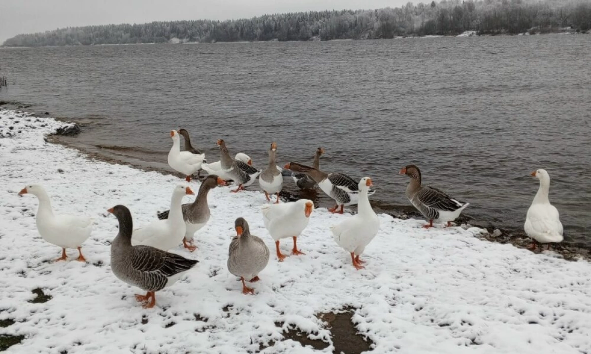 В Ярославской области на Волге течением и льдом унесло стаю гусей В Ярославской области на Волге течением и льдом унесло стаю гусей