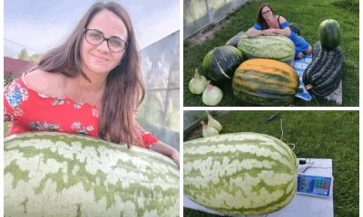 Жительница Ярославской области вырастила гигантский арбуз