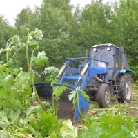 В Ярославле боровшийся с лопухами вместо борщевика подрядчик обратился в суд