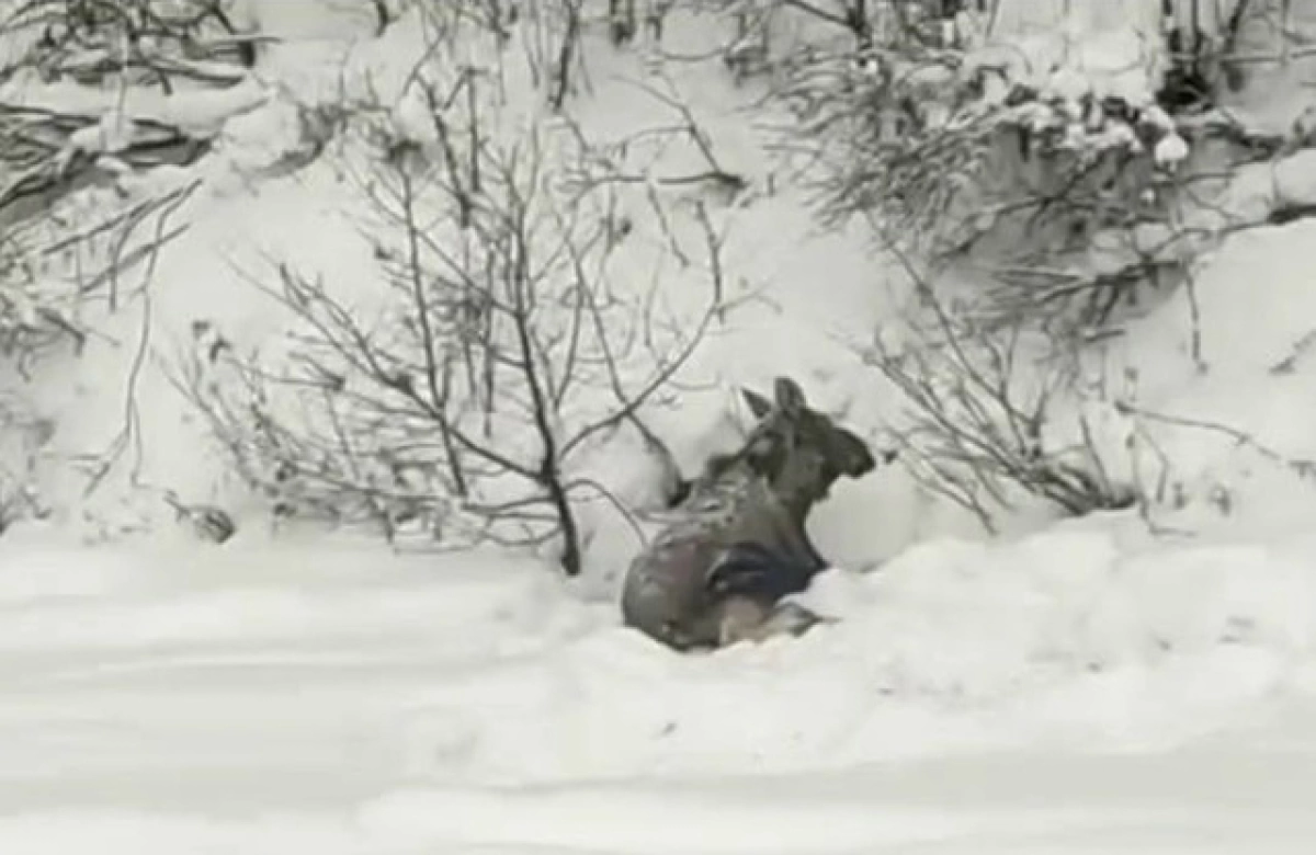 В Ярославской области жители сообщают о лосе со сломанной ногой