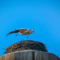 В Ярославскую область прилетели первые аисты