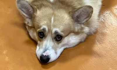 Ярославцам выписали штрафов на миллион за неправильный выгул собак