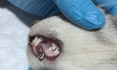 В Ярославской области ветеринары сняли кота с рыболовного крючка