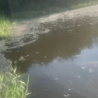 Стала известна возможная причина гибели рыбы под Рыбинском