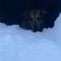 В Ярославле жители спасли упавшую в открытый колодец собаку