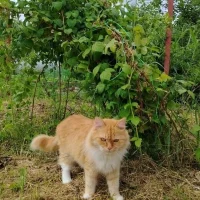 Хозяева счастливы: нашлась убежавшая после взрыва в Кубринске кошка