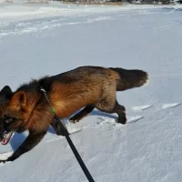 В Ярославле на Климовских карьерах пропал ручной лис