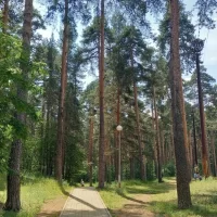 В ярославских заповедных борах ловят мотоциклистов-гонщиков