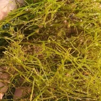 Потепление климата: редкий вид водоросли нашли в Плещеевом озере
