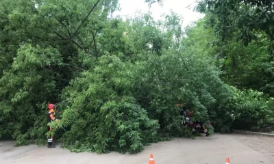 Гнилое дерево обошлось ярославскому управдому в полмиллиона