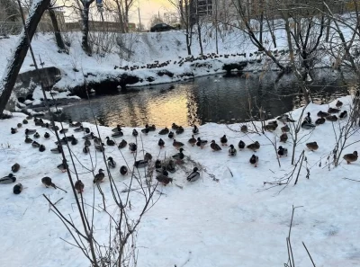 В Ярославле заволжане просят денег у мэрии на «Утиную заводь»