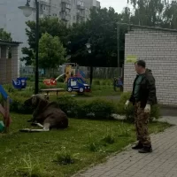 В Ярославле прошла спецоперация по спасению лося в детском саду