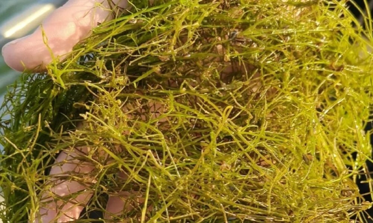 Потепление климата: редкий вид водоросли нашли в Плещеевом озере Потепление климата: редкий вид водоросли нашли в Плещеевом озере