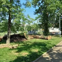 В Ярославле в парке 30-летия Победы вырубят свыше 220 деревьев
