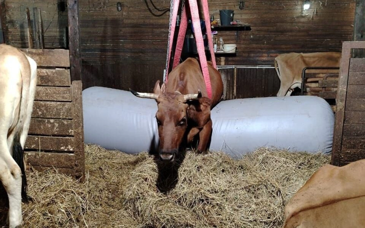 В Ярославской области хозяева заказали для больной буренки надувной баллон